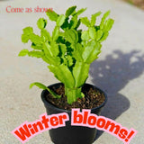 Rare Holiday Cactus Live Plant, Houseplant, 5-9 Inch Tall