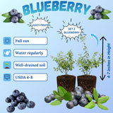 2 Legacy Blueberry Plant Live, Blueberry Bushes Plant, 4-7 Inch Tall
