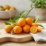 Meiwa Kumquat Tree Live, Ready to Grow, 1-2 Ft Tall, 1 Gallon Pot