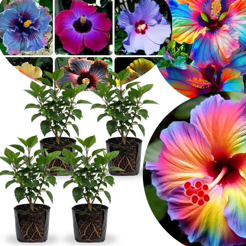 4 Random Hibiscus Flower Live Plants, Large Bloom Shrub, 4-8 Inch Tall