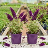 2 Variegated Buddleia Live Plants, 5-9" Butterfly Bush for Outdoor Gardens