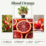 Orange Tree, Citrus Fruit Tree, 1-2 Ft Tall, 1 Gallon Pot