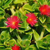Yellow Aptenia Ice Plant Live Plant, Garden Ground Cover, 4 Inch Pot