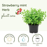 Mint Herb Live Plant, Fragrant Culinary Herb, 2-3 Inch Tall