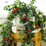Aeschynanthus Curly Lipstick Live Plant, 8-10 Inch Tall, 3.5 Inch Pot