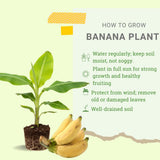 NAM Wah Banana Plant Live, Sweet Fruit Banana Tree 4-7 Inch Tall