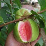 Pink Guava Fruit Tree Live Plant, Guava Fruit Plant, 4-6 Inch Tall