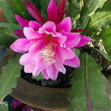 Pink Epiphyllum Live Plant, Flowering Houseplant, 6-8 Inch Tall
