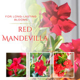 2 Red Live Mandevilla Plants, Indoor Outdoor Plant, 4-6 Inch Tall