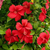 Red Hibiscus Plant 5-7" Tall