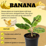 Zebrina Banana Tree Live Plant, Home Garden Plant, 4-6 Inch Tall