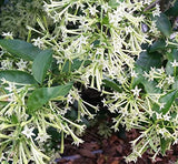 2 Jasmine Live Plants, Live Starter Plant, 5-9 Inch Tall