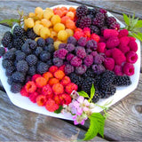 3 BlackBerry Live Plants, Starter Berry Plant, 3-7 Inch Tall