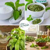 2 Sweet Stevia Plants Live, Outdoor Garden Plant, 4-6 Inch Tall