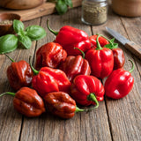 Super Hot Habanero Pepper Chili Live Plant, Pepper Plant, 4-7 Inch Tall