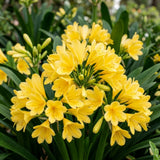 Yellow Clivia Live Plant, Indoor Plant, 6 Inch Pot
