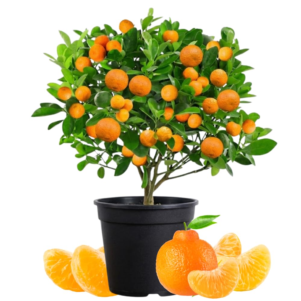 Clementine Mandarin Live Plant, 1-2 Ft Tall, 1 Gallon Pot