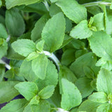 4 Stevia Live Plants, Home Garden Plant, 4-6 Inch Tall