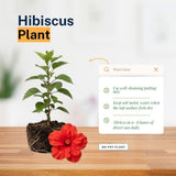 Pack 2 Red Hibiscus Plant 4-7 Inch Tall