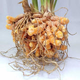 1lb Curcuma Turmeric Rhizomes