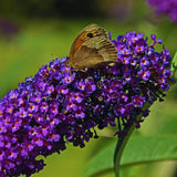 Purple Butterfly Bush Live Plant, Well-Rooted Garden Shrub, 3-5 Inch Tall