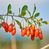 2 Goji Berry Plants, Sweet Edible Fruit, 4-6 Inch Tall