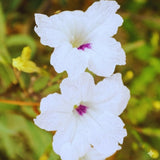 6 White Petunia Plants Live, Patio Container Plant, 5-7 Inch Tall