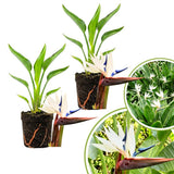 2 White Bird Live Plants, Outdoor Garden Plant, 4-6 Inch Tall