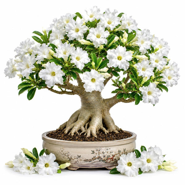 White Desert Rose Plant Live, Succulent Houseplant, 4-7 Inch Tall