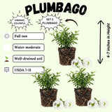 3 White Plumbago Live Plant, Flower Bush Vine Plant, 4-6 Inch Tall