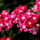 3 Pink Verbena Plants Live