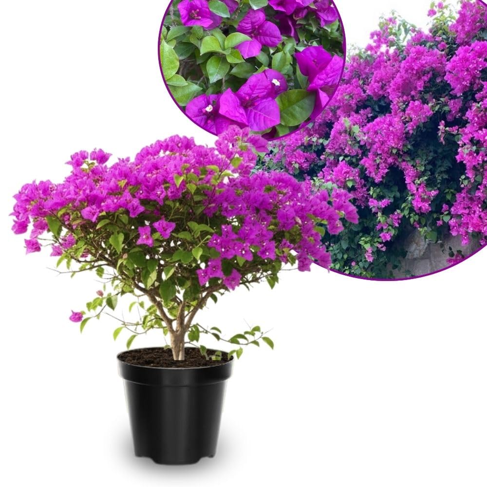 Set 2 Purple Bougainvillea Live Plant 5-7 Inch Tall
