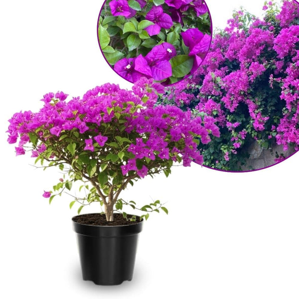 Set 2 Purple Bougainvillea Live Plant 5-7 Inch Tall