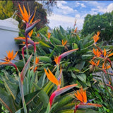 Set 3 Orange Bird of Paradise Live Plant 4-7 Inch Tall