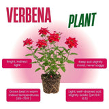Set of 3 Live Red Verbena Plant 4-7 Inch Tall