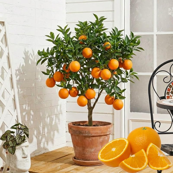 Valencia Orange Tree Live Plant, Citrus Tree, 1-2 Ft Tall, 1 Gallon Pot