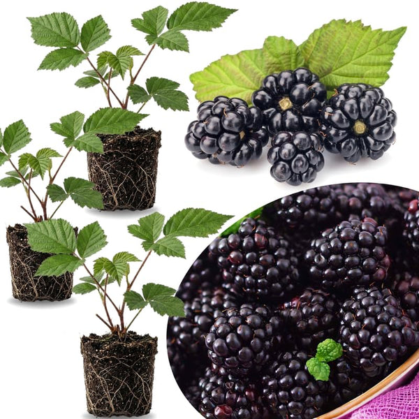 3 Triple Crown BlackBerry Live Plants, Starter Berry Plant, 3-7 Inch Tall