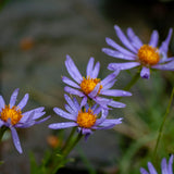 Lilac Aster Plant, Live Blue Aster Perennial Plant, 3-5'' Tall