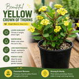 Yellow Crown of Thorns Plant Live, 4-6 Inch Tall, 4 Inch Pot