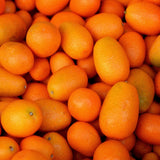 Meiwa Kumquat Tree Live, Ready to Grow, 1-2 Ft Tall, 1 Gallon Pot