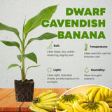 Dwarf Cavendish Banana Live Plant, Hardy Garden Plant, 4-6 Inch Tall