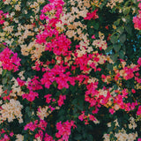 Pink Bougainvillea Live Plant, 4 Inch Tall