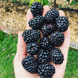 2 Triple Crown Black Berry Plants, Blackberries Bush, 4-6 Inch Tall