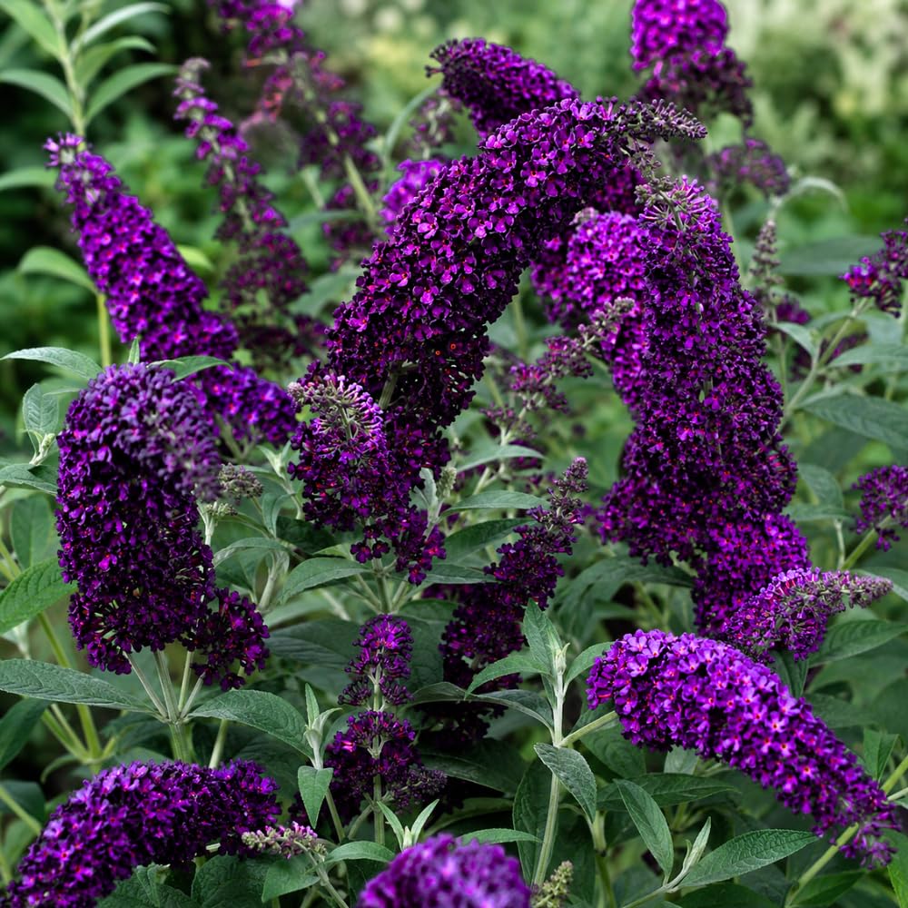 Black Butterfly Bush Plant Live, Fragrant Buddleia for Planting, 5-9" Tall