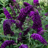 Black Butterfly Bush Plant Live, Fragrant Buddleia for Planting, 5-9" Tall