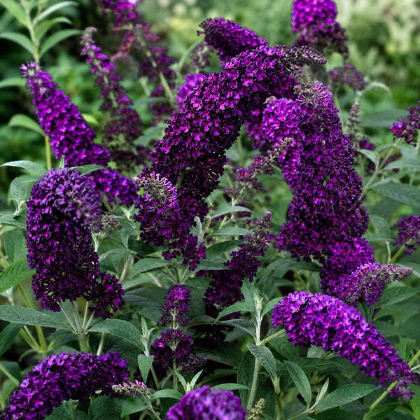 Black Butterfly Bush Plant Live, Fragrant Buddleia for Planting, 5-9" Tall