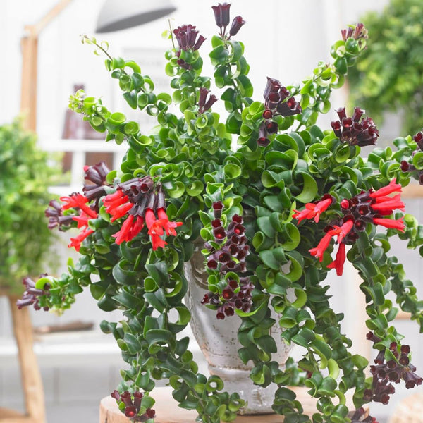 Aeschynanthus Curly Lipstick Live Plant, 8-10 Inch Tall, 3.5 Inch Pot