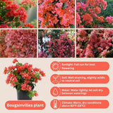 Set 2 Blush Pink Bougainvillea Live Plant 5-7 Inch Tall