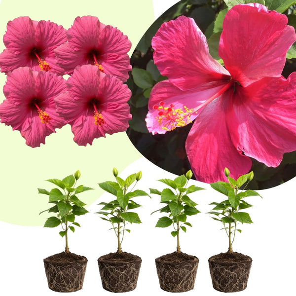 4 Pink Hibiscus Live Plants, Hibiscus Flower, Patio Container Plant, 4-8 Inch Tall