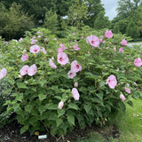 Pack 2 Red Pink Hibiscus Plant Live 5-7 Inch Tall